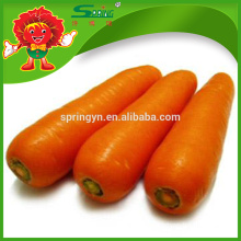 Wholesale Red Carrot, 10kg carton fresh carrots